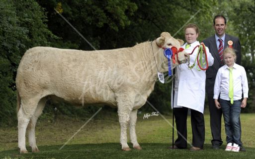 Reserve British Blonde Champion, Coole Dazzle exhibited by Michaela Dorman 